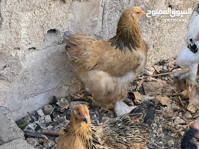 بسم الله ماشاءالله طقم براهمه بفات العمر 7 اشهر