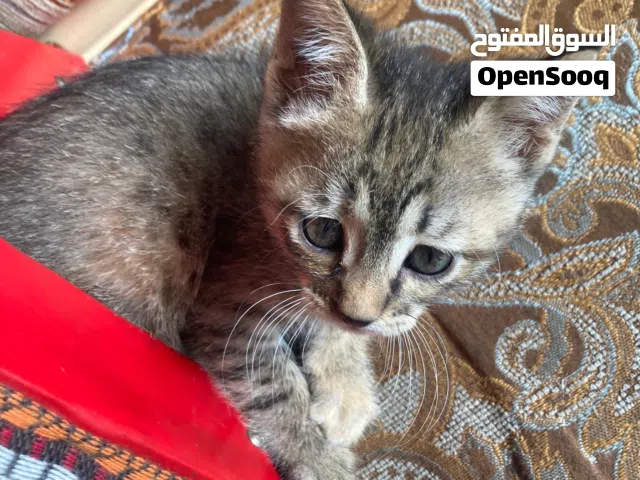 مجموعة قطط للتبني عمر شهرين وثلاث