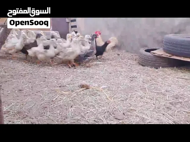بط عماني للبيع بسعر مناسب