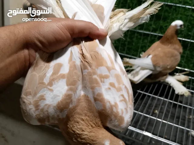 كوبية هزاز