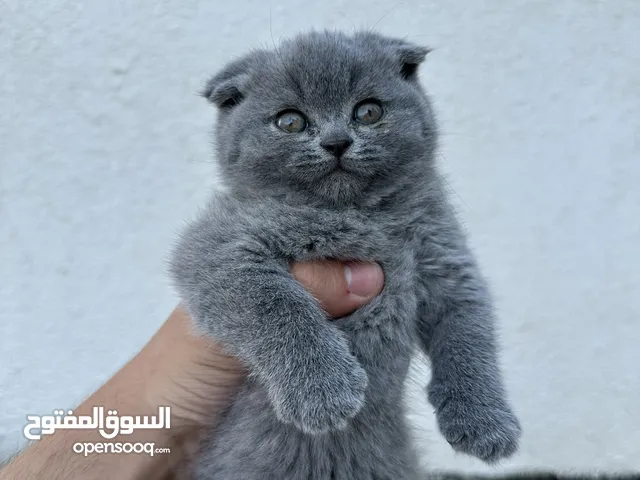 قطط سكوتش فولد بيور عمر شهر ونص