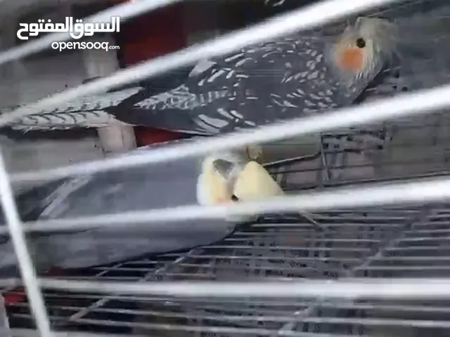 عصافير كوكتيل