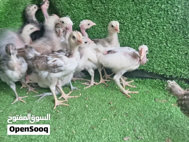 السلام عليكم متاح افراخ عرب العدد 16 تك 8 أبو ركيبه و8 عادي عمر ازيد من شهرين س الزوج 10