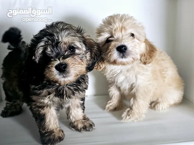 مالتيبو maltipoo