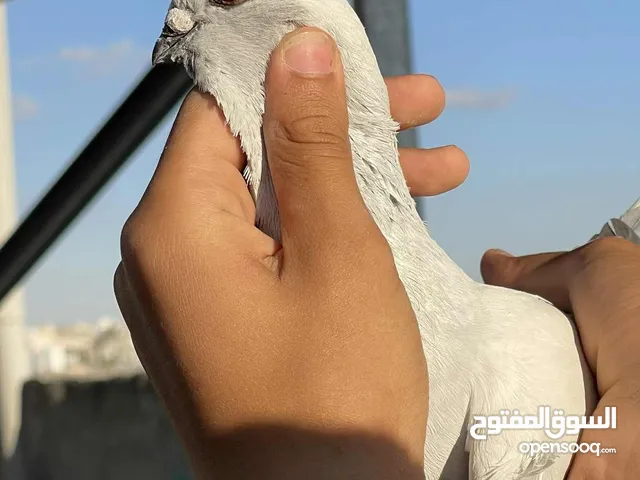 حمام للبيع بدواعي السفر نظيفة و نخب تحته فراخ و اللي تحته بيض