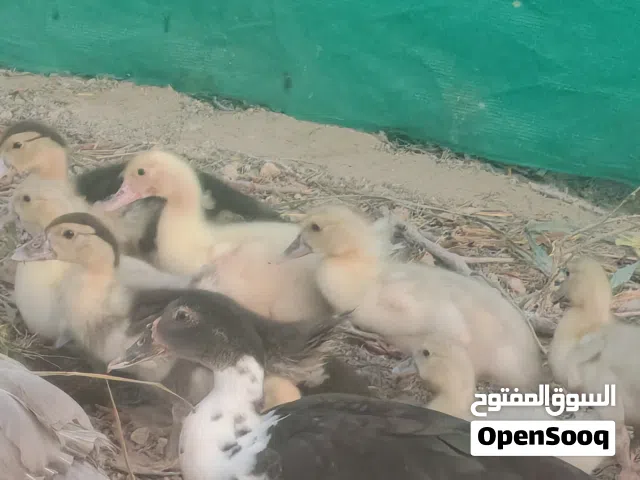 بط المسكوفي الامريكي  بيع فقط الصغار الحبه 4ريال