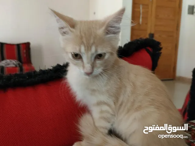 قطه للتبني في جنزور