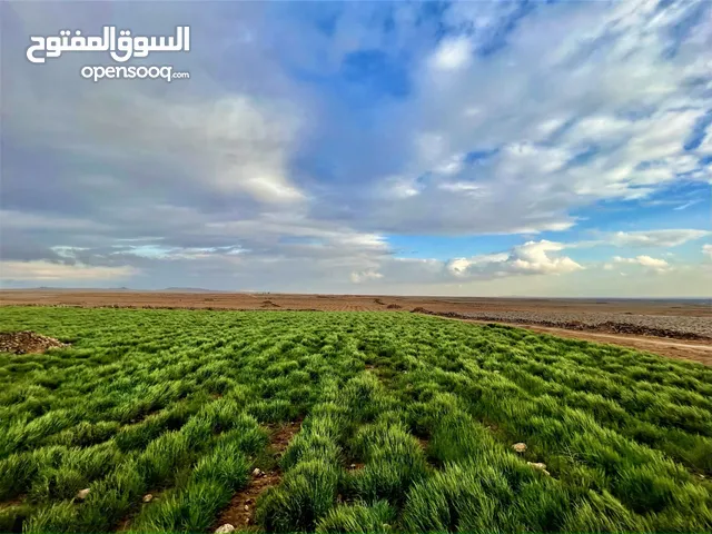 قطعة أرض زراعية مستوية غرب المفرق