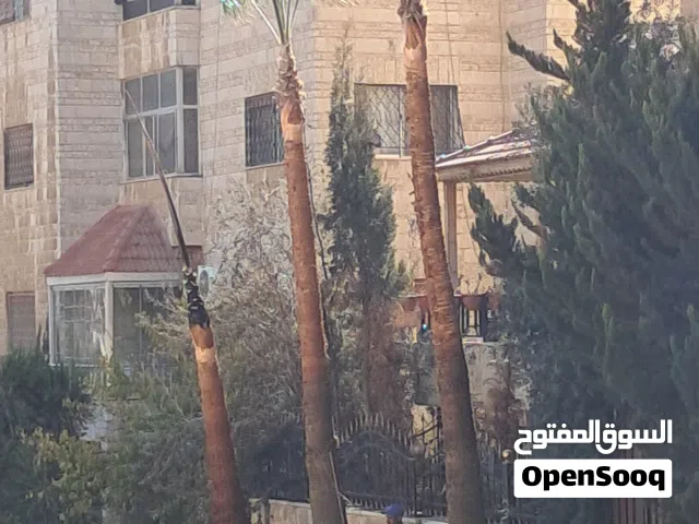 قص نخيل وترتيب اشجار الذينه وقص الحطب هاني المصري