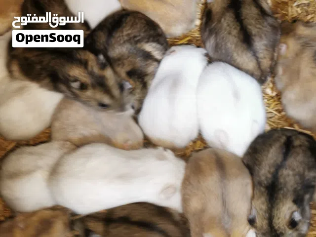 هامسترات سوري روسي للبيع جملة مفرد