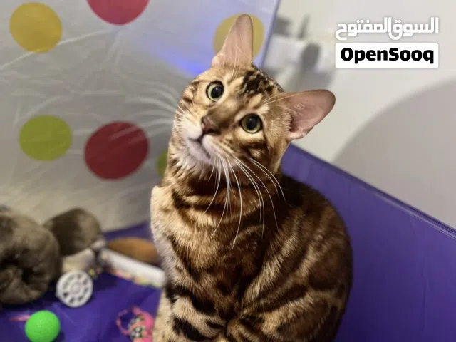 Bengal cat