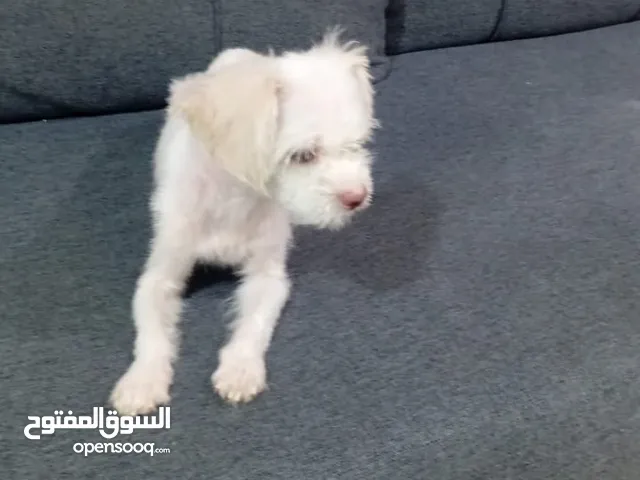 كلب حبوب عمره 75 يوم