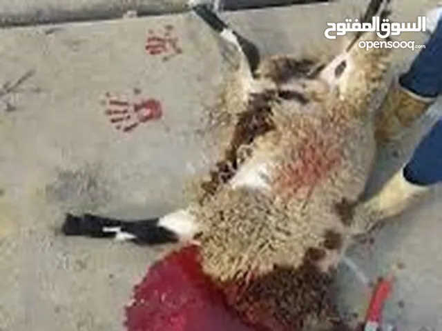 بسم الله جذار ذبح جميع الأضاحي خرفان عبور جدي نعاج تيوس