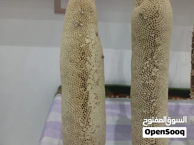 عسل أبو طويق ( غاف +برم )