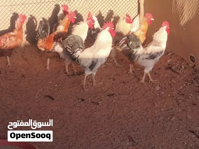 دجاج فرنسى دجاج حبشى رومى  للتربيه ولاحم