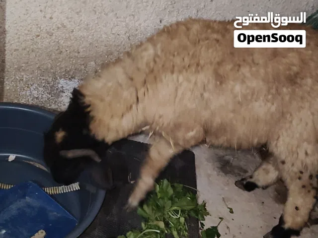 حولي وطني 7شهور