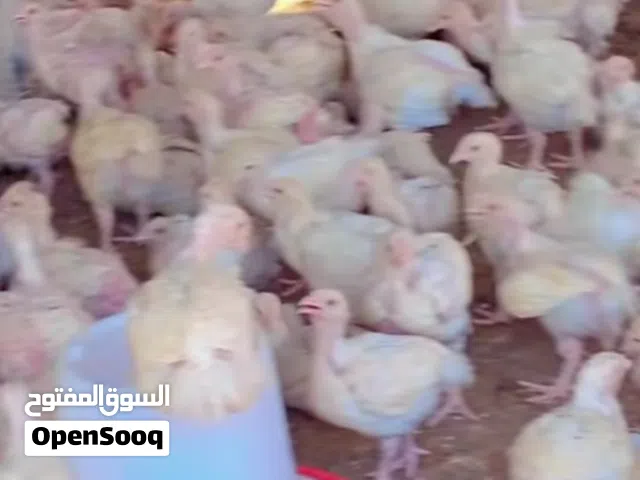 بسعر منخفض للبيع دجاج لاحم أبيض
