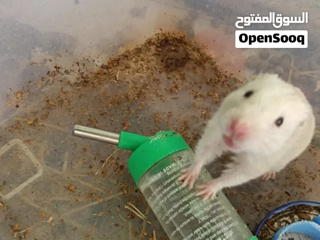 هامستر سوري ذكر منتج ابيض مميز جميل هادئ مع اغراض او بدون بدون ب ريالين ونص مع اغراض لطيف ج