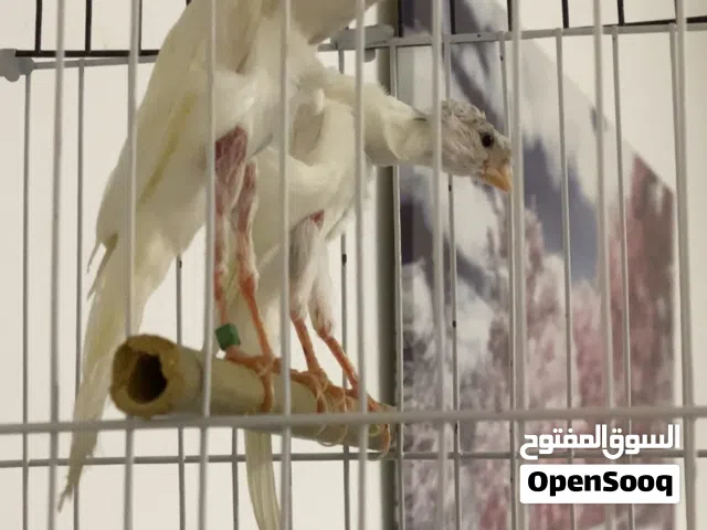 كنار جلاردو ابيض وجيفر ابيض للبيع