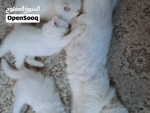 قطط كيوت  صغار