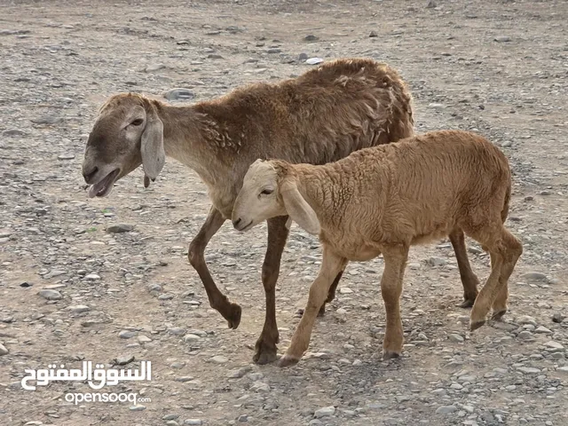 للبيع جاعدة سودانية هي ولادها حلال طيب ماشاء الله فرصه الي يدور شي زين ماعليهن كلام عدد 2 سعر 135