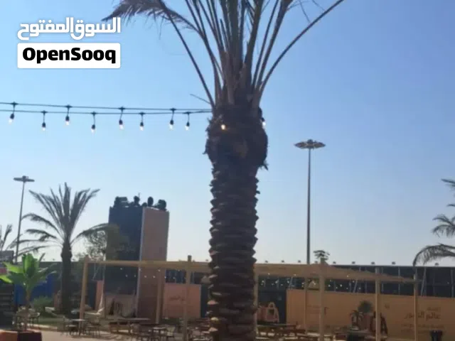 يوجد لدينا اجود انواع النخيل للبيع