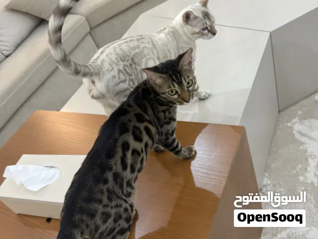 قطط بنعال ذكر وأنثى