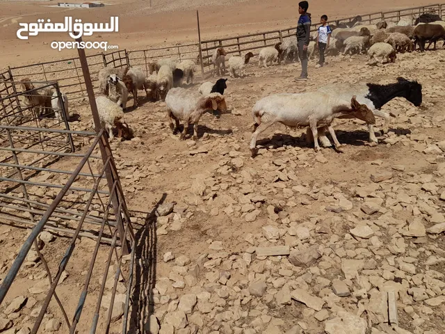 قطعة غنم 220 ثنايا منقوي بصلاة على النبي