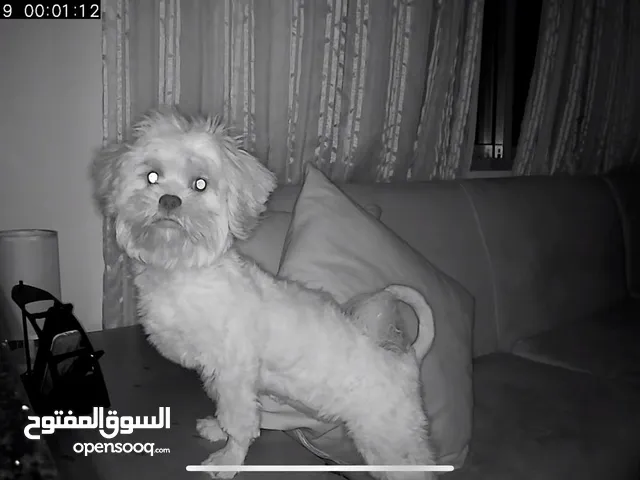كلب فرنسي تيرير