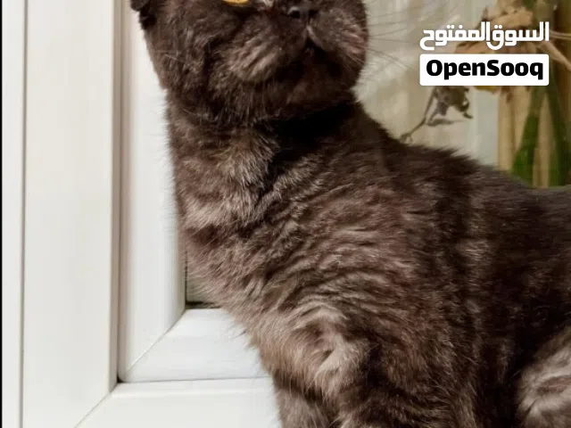 سكوتش فولد للبيع