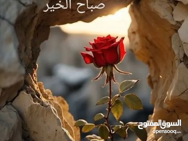يوجد مكنسه كونتي استعمال بسيط مع كامل اغراضها بالكرتونه للبيع