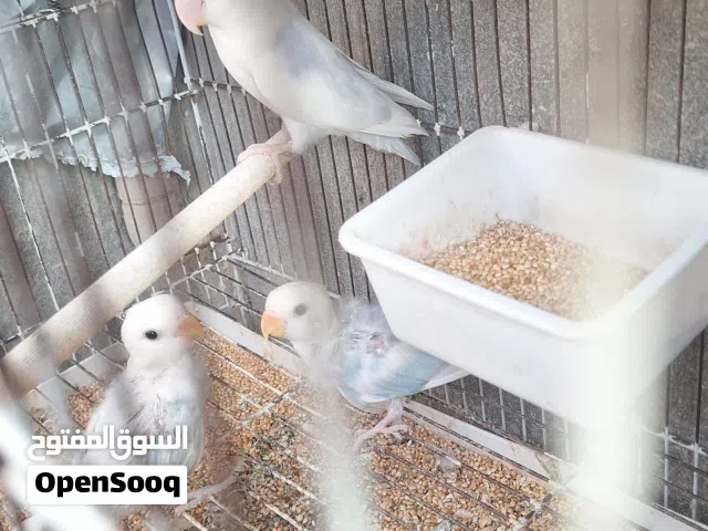 كوبيه باليد تحتها 3فروخ كبار عمرهم شهرين 3طروف جاهزات زوز دكور ونتايه لفه بيضه