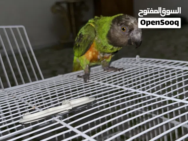 ببغاء سنغالي صغير حاجة نضيفه لي بيروض