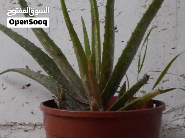 الوفيرا للعناية بصحة البشرة والشعر