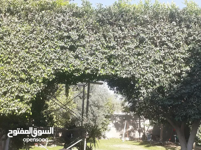 يوجد خدمات قص وتنظيف الاشجار والنخل بالمنشار البنزين داخل طرابلس مع توفر العمال والنقل حسب طلب .