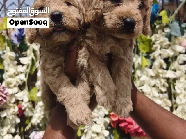 Cockapoo puppy