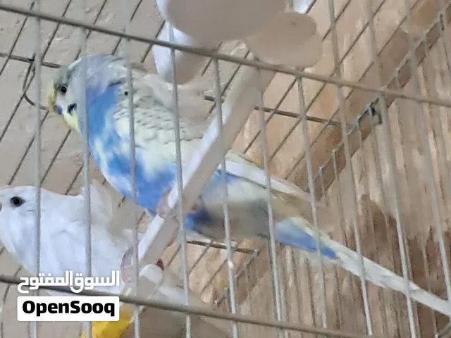جوز هوجو رومو شغال مع القفص والكوخ