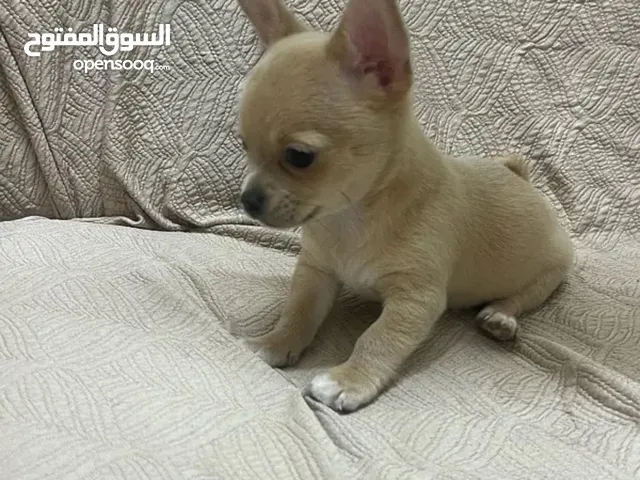 كلب شيواوا Chihuahua dog puppy