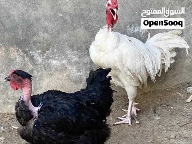 دجاج فرنساوي درجة أولى