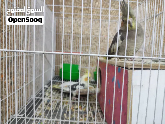 كوكتيلات زوج للبيع مع القفص حبشي+اصفر