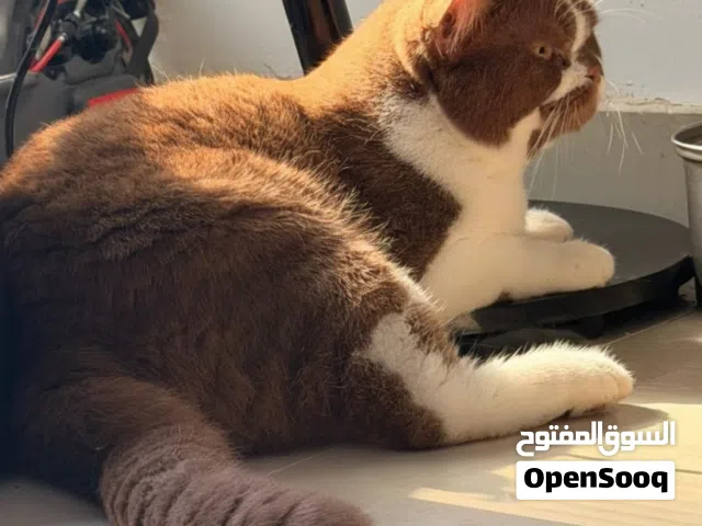 britishshorthair chocolate color male cat بريتش شورت هير لون شوكليت ذكر