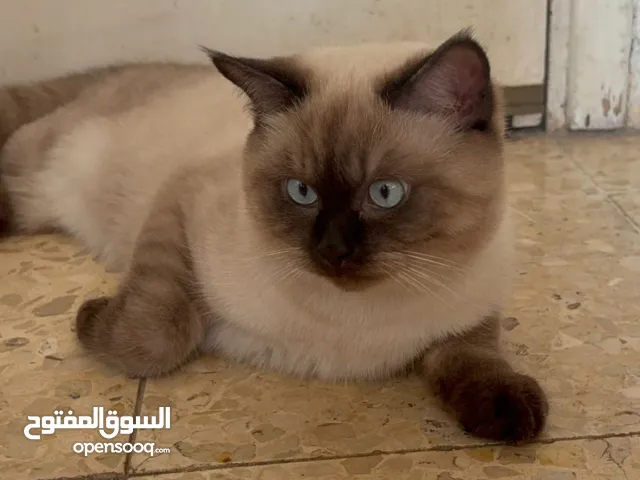 قطط بيتيه للبيع