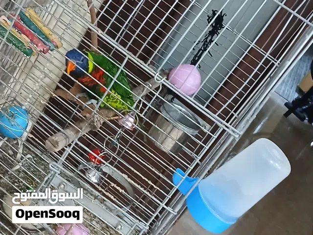 ببغاء لوري