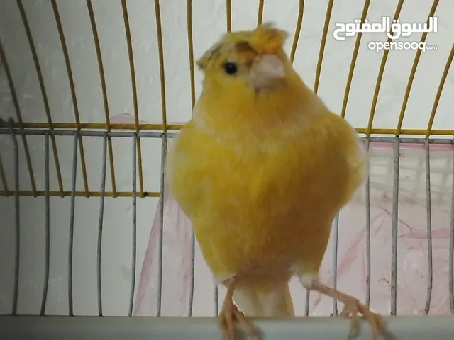 طيرة كنار جاهزه لبييع