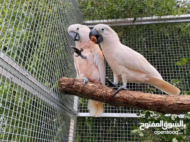 Cockatoo Male and Female Parrots