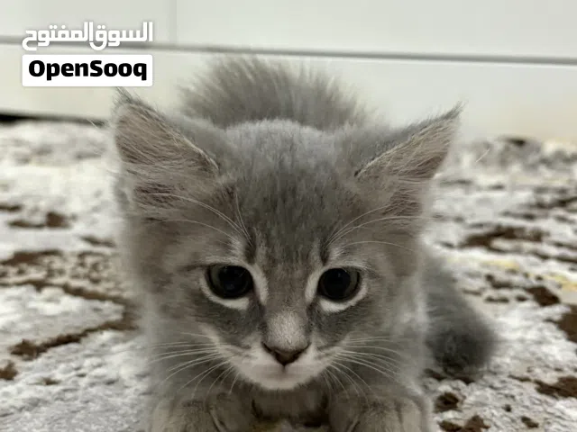 3 قطط صغيرة للبيع
