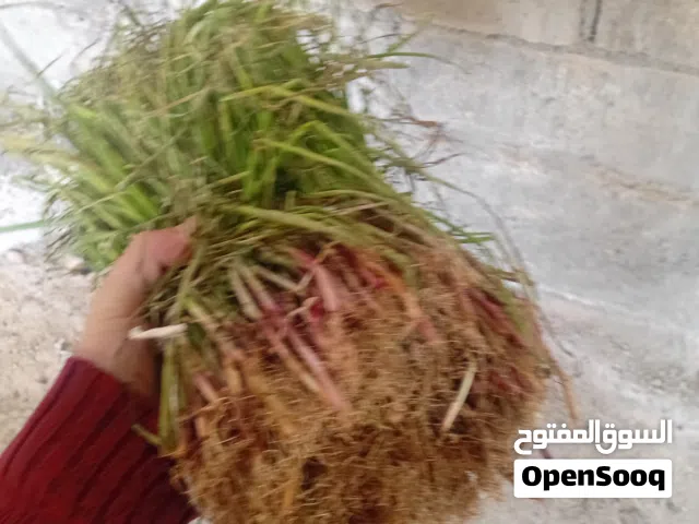 السلام عليكم موجود عندي 27ضمه بصل زراعه