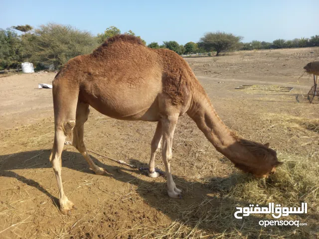 ناقه باطنيه ام ثلاثة نبوط