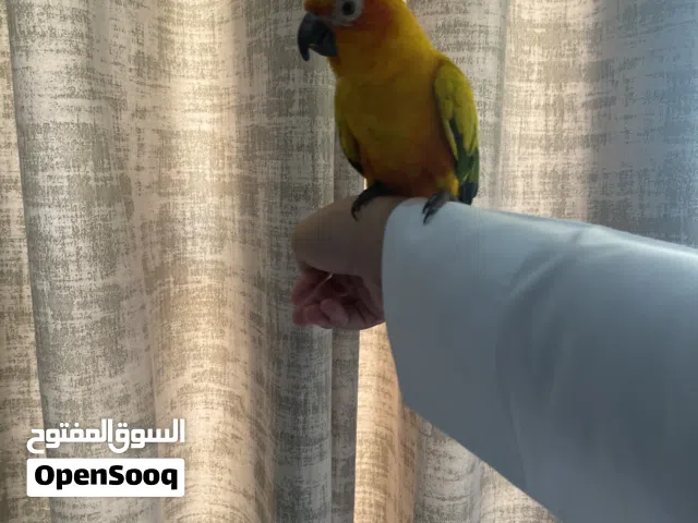 ببغاء صن كنيور
