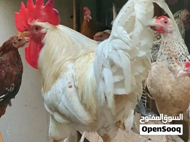 ديك فرنسي للبيع